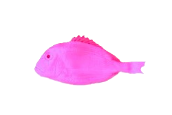 fish